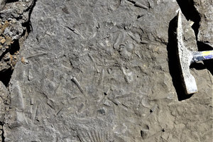 »3 Typische Fossilien der Amaltheen-Formation/Herforder Liasmulde 