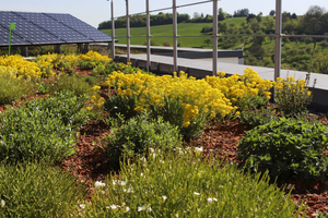  » On a bee pasture, brick recyclates are used as plant substrate. 