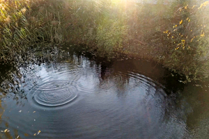  » Würde man die flachen Teiche der Natur überlassen, würde das Schilf zuwachsen und Lebensraum für die Kreuzkröte verschwinden. Im Herbst wird deshalb altes Schilf entfernt, damit es im Frühjahr neu wachsen kann 