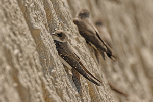  » The sand martin nests in steep walls to be at a safe height from predators. Wind and rain cause the walls to become flatter, which is why they have to be rebuilt every year 