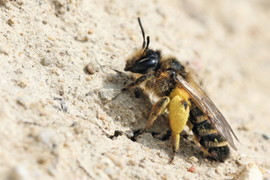  » Sunny, dry and hardly overgrown: sand bees love the steep walls of clay pits, dig their burrows there and lay brood cells for their egg laying 