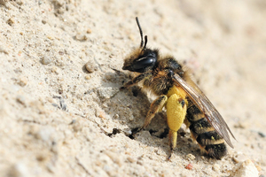  » Sonnig, trocken und kaum bewachsen: Sandbienen lieben die Steilwände von Tongruben, graben dort ihre Höhlen und legen Brutzellen für ihre Eiablage an 