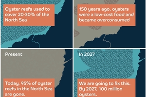  » Evolution of oyster reefs in the North Sea and Oyster Heaven’s goal 