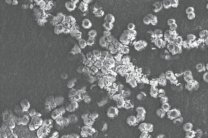  »21 Scanning electron image of surface efflorescence at 100-fold magnification 