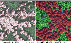  »1 Ausblühung auf Dachziegeln: Sekundärelektronen-Bild mit überlagertem Elementverteilungsbild (links); Elementverteilungsbild (rechts) 