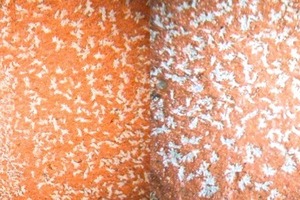  »5 Dry efflorescence caused by gypsum, firing temperature 975° C, 40 x magnification 